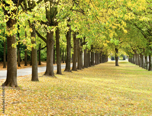 Quadro em tela Autumn trees line in a park