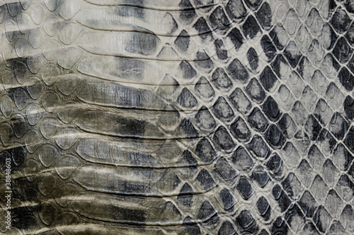 Snake skin, reptile
