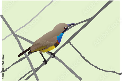 Vector of sunbird