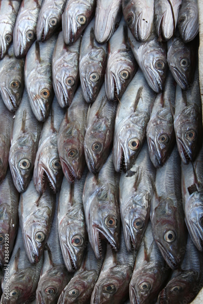 Obraz premium Fresh Fish