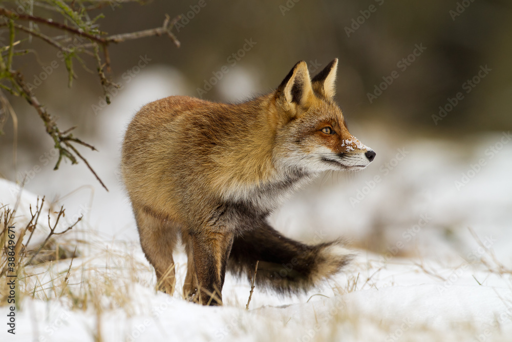 Naklejka premium Red Fox in the snow