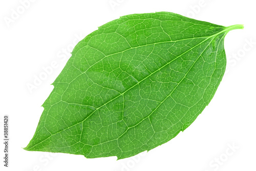 Single green leaf of jasmine