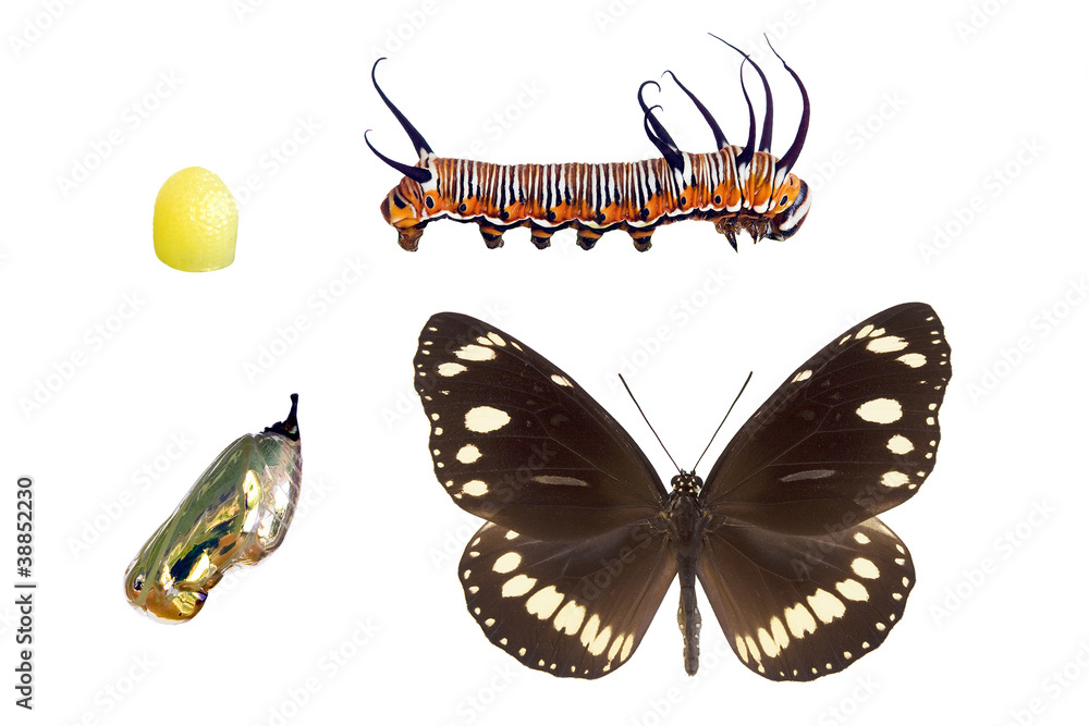 Fototapeta premium Butterfly - Common Australian Crow, Euploea core