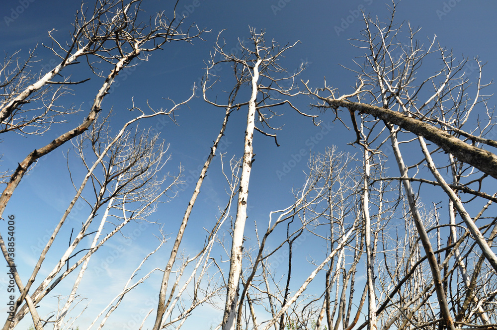 Fototapeta premium Burned forest