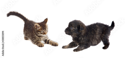 Fototapeta Naklejka Na Ścianę i Meble -  Puppy and kitten playing