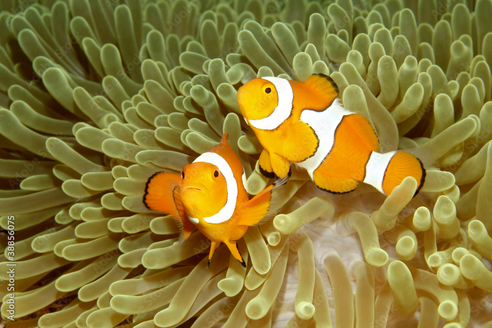 Fototapeta premium Two Clown Anemonefishes