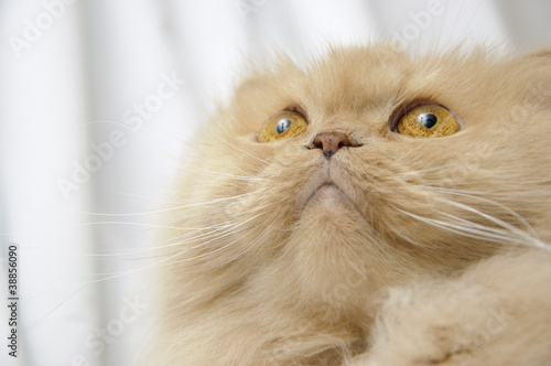 Persian cat portrait