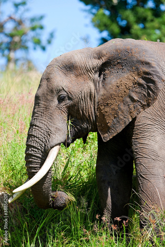 Elephant in the Tarangire National Park  Tanzania