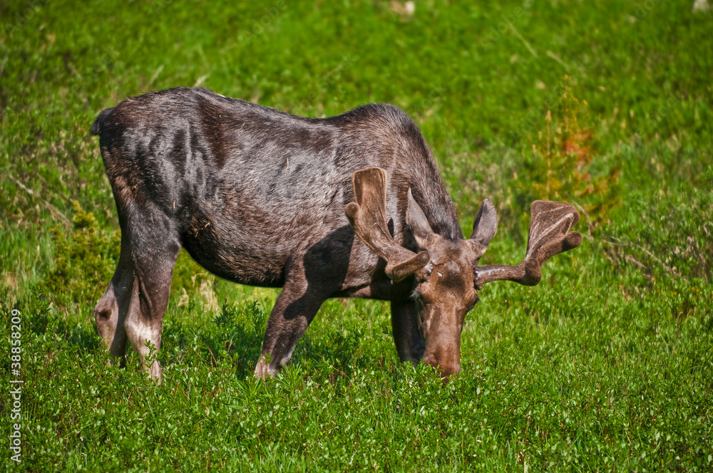 Moose Moose