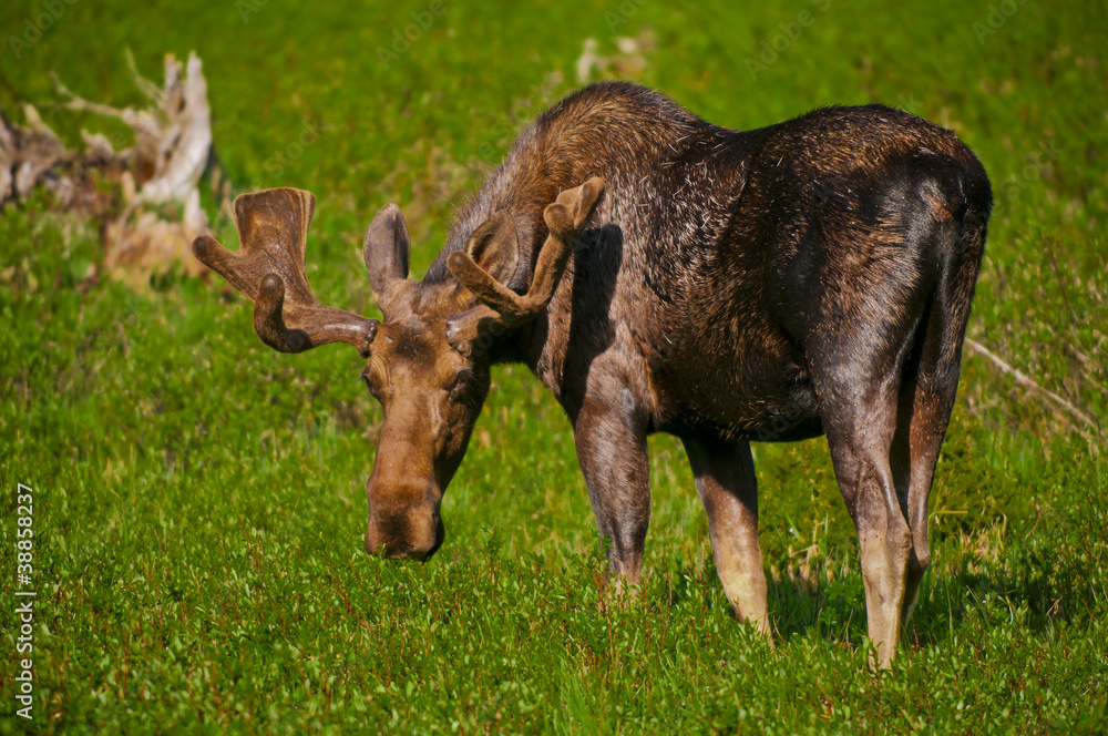 Moose Moose