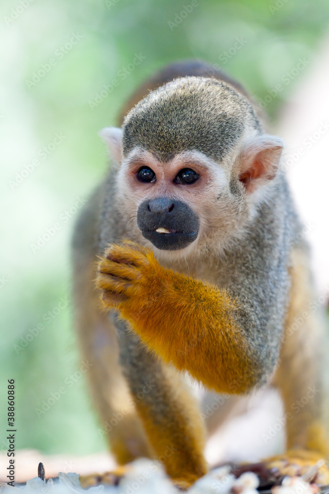 Little squirrel monkey eating seed Little squirrel monkey eating seed