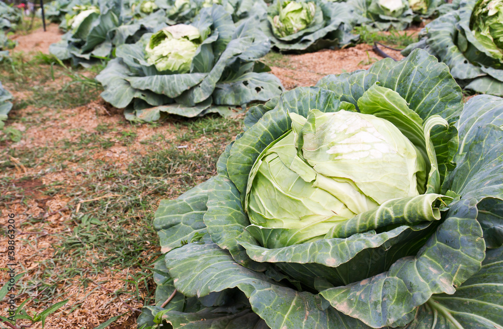 Obraz premium Cabbage fields