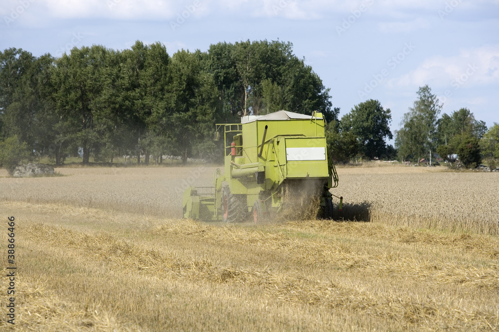 Fototapeta premium Harvesting