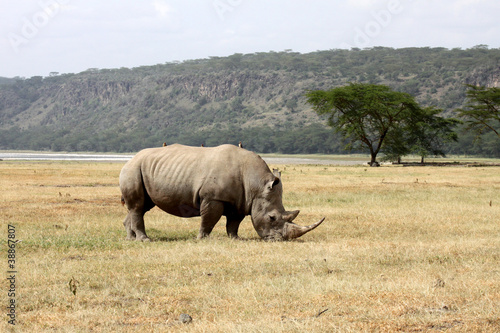 rinoceronte nella savana