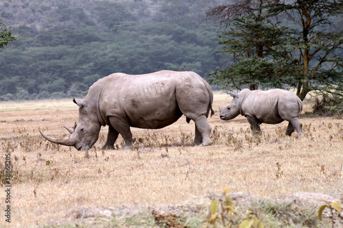 rinoceronte con il piccolo
