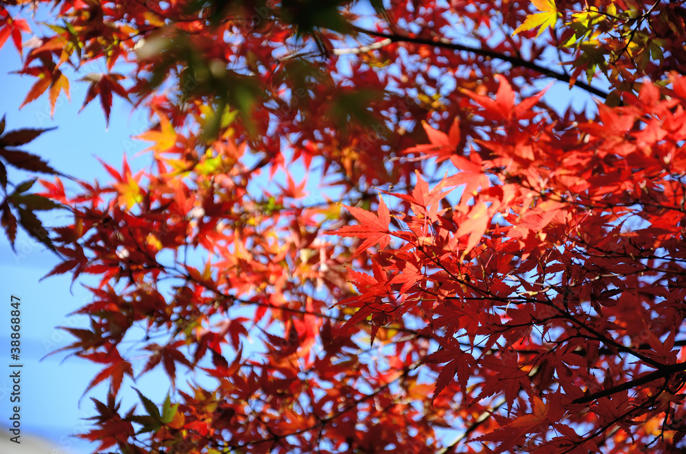 紅葉　もみじ