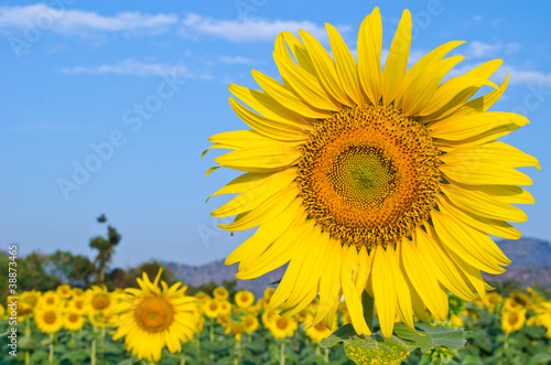 close-up to sunflower blooming in farm