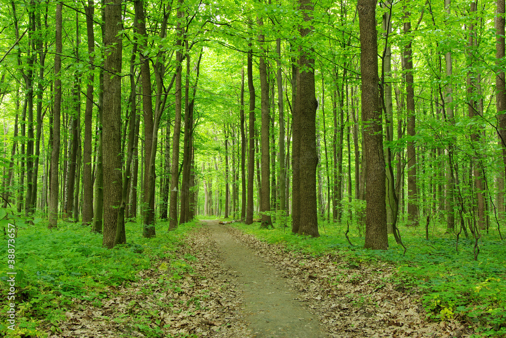 forest forest