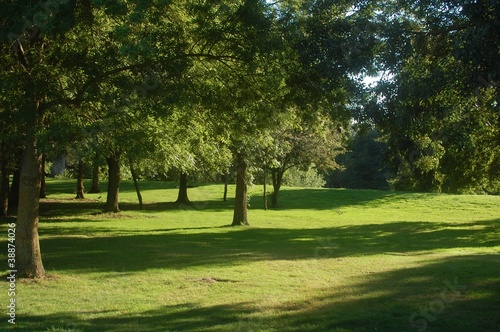 Fototapeta Naklejka Na Ścianę i Meble -  lawn and trees in a park