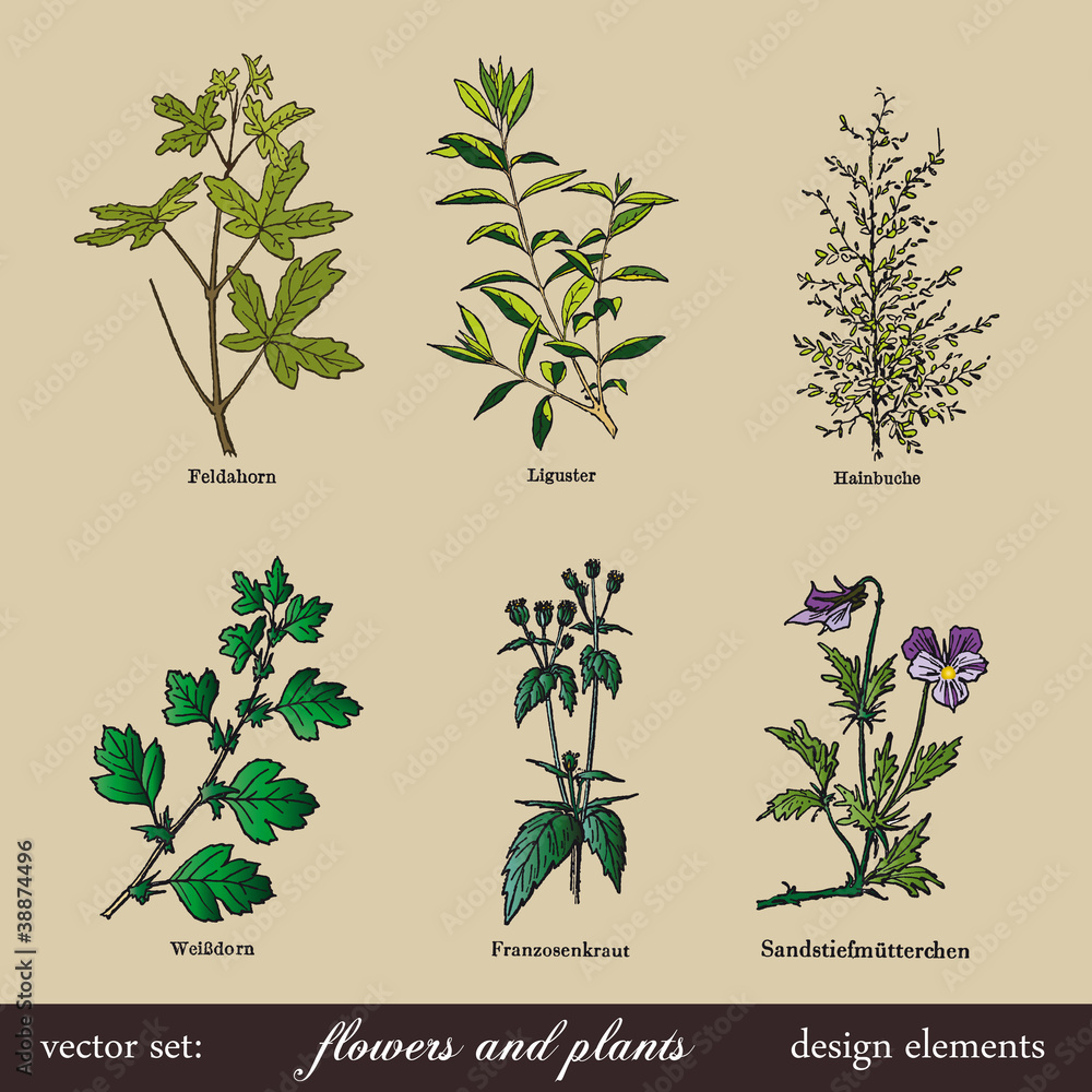 vector set: flowers and plants