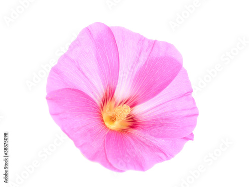 pink flower isolated © ksena32