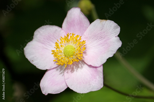 Japanese anemone