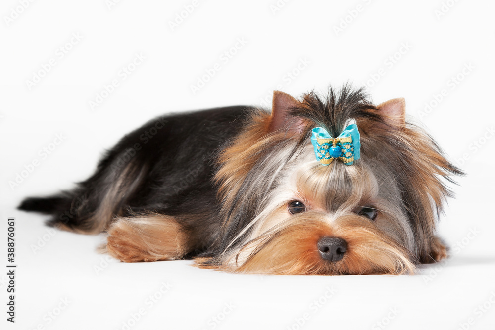 yorkie puppy on white gradient background yorkie puppy on white gradient background