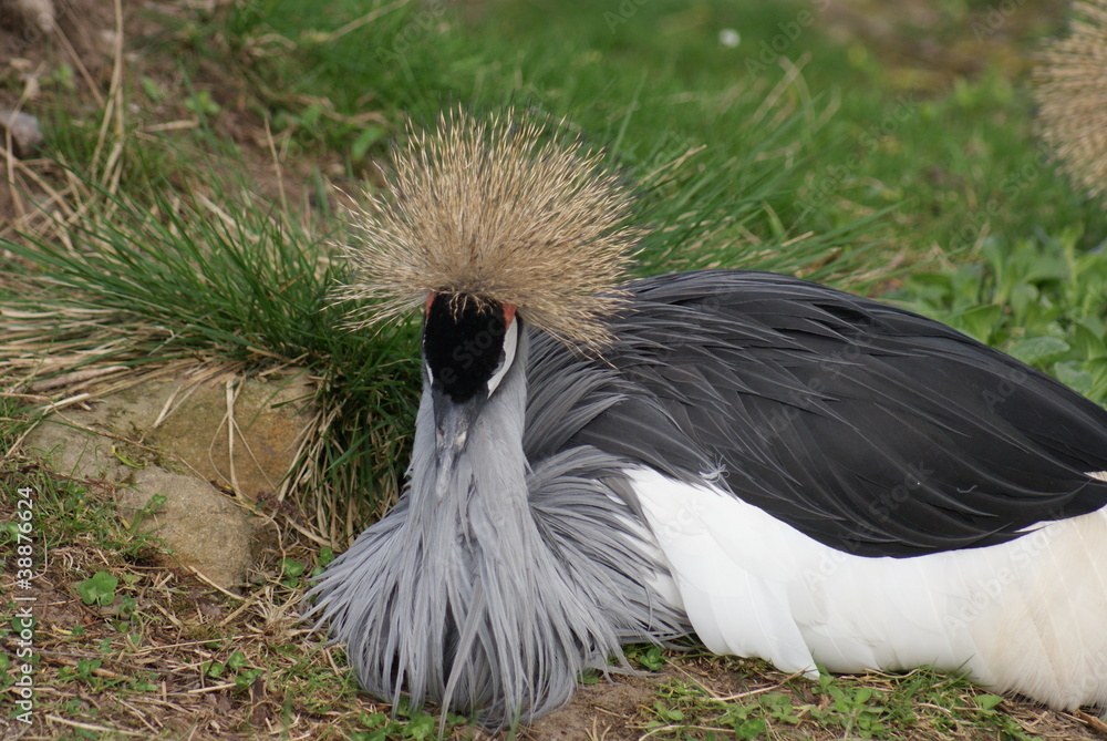 Fototapeta premium Grey-crowned Crane