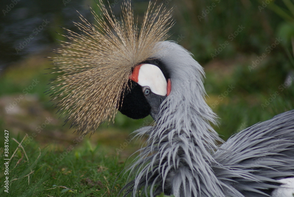 Fototapeta premium Grey-crowned Crane