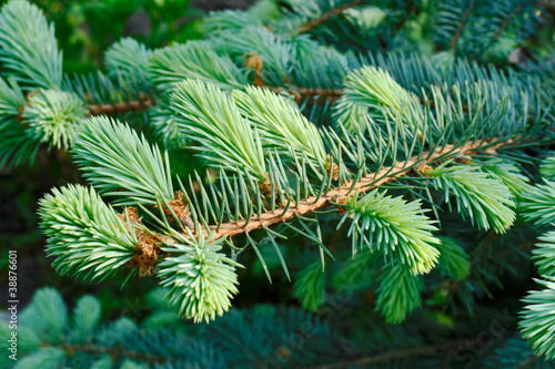 Branch of the blue spruce