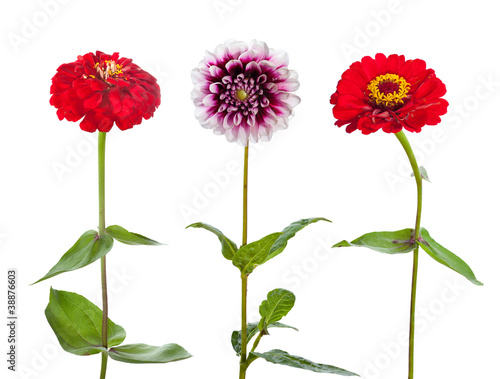 Fototapeta Naklejka Na Ścianę i Meble -  Three flowers isolated on white background. Zinnia and Dahlia