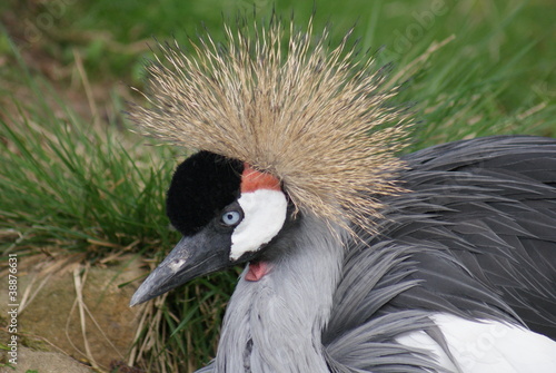 Grey-crowned Crane - Balearica regulorum