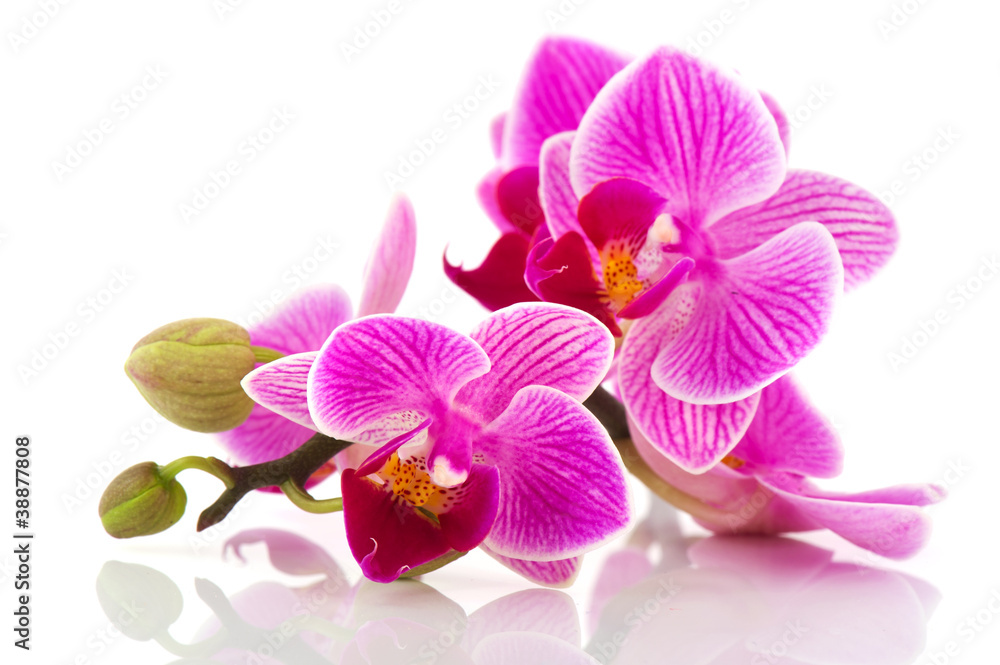 Fototapeta premium Tropikalna różowa orchidea