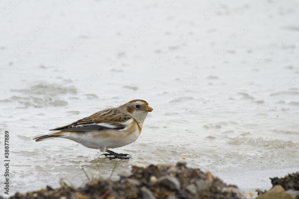Snow Bunting (Plectrophenax nivalis) Snow Bunting (Plectrophenax nivalis)