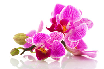 Poster Orchidee Tropische roze orchidee in bloei  © Ivonne Wierink