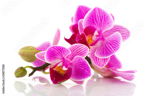 Tropical pink orchid