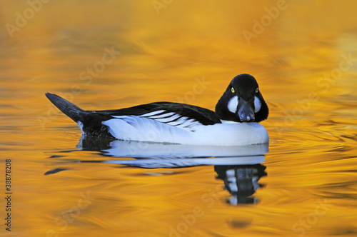 Goldeneye, Bucephala clangula, male