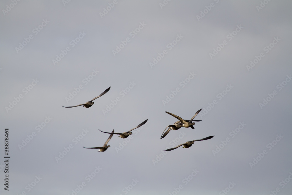 Brent Goose (Branta bernicla)