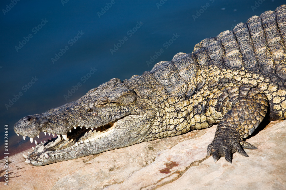 Fototapeta premium Nile crocodile
