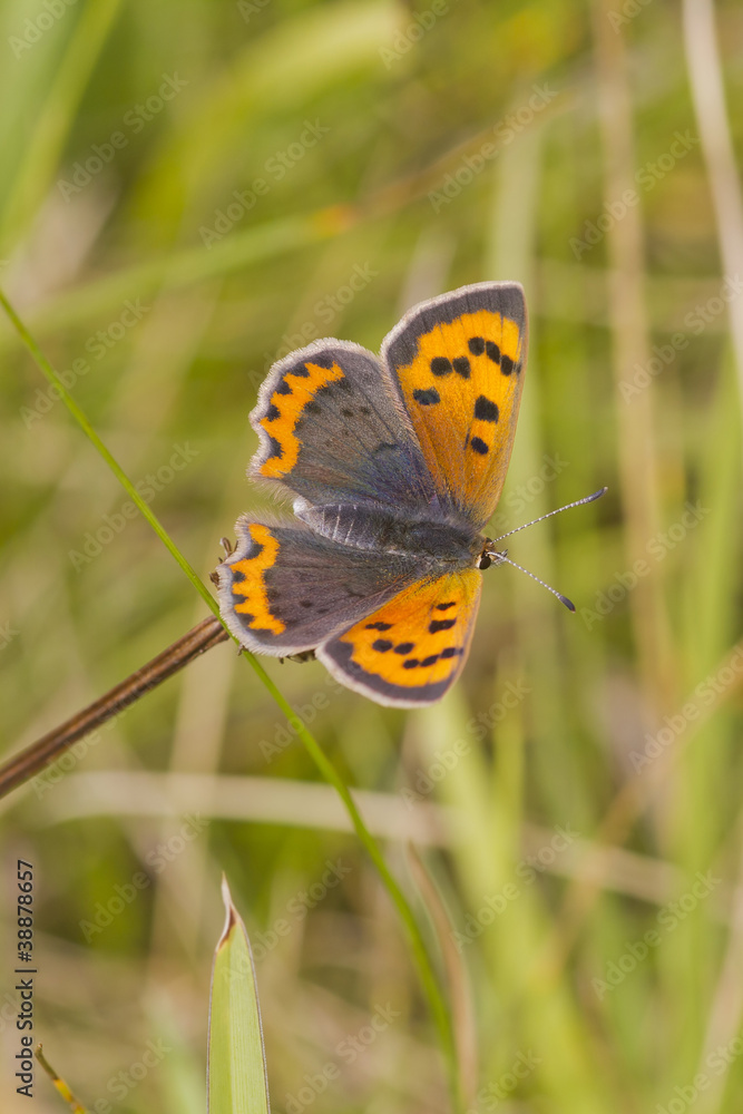 Small Copper butterfly (Lycaena phlaeas) Small Copper butterfly (Lycaena phlaeas)