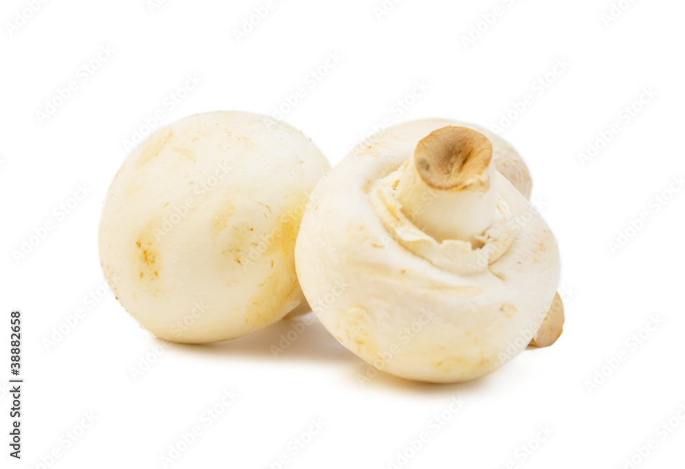 mushrooms on a white background mushrooms on a white background