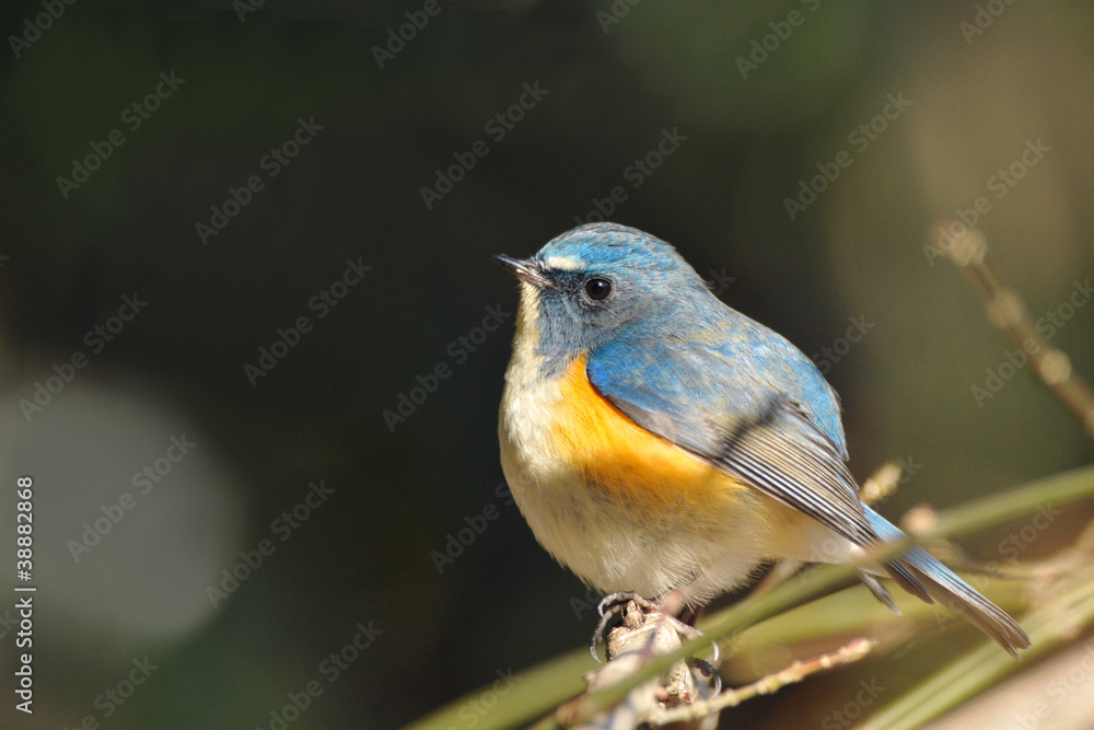 Obraz premium 止まり木のルリビタキ