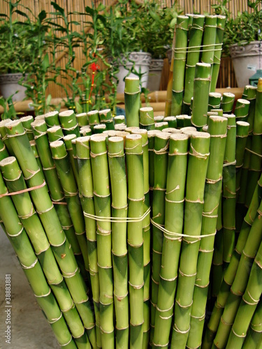 High resolution image of wet bamboo trees for sell