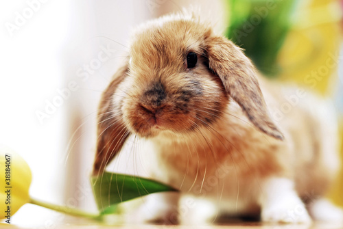 cute little rabbit