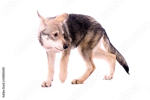 Fototapeta Naklejka Na Ścianę i Meble -  ängstlicher Wolfshund Junghund