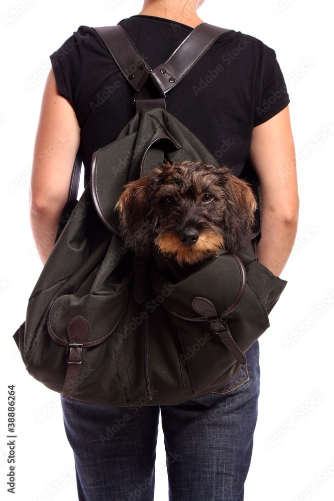 Hund Dackel im Rucksack Stock Photo | Adobe Stock