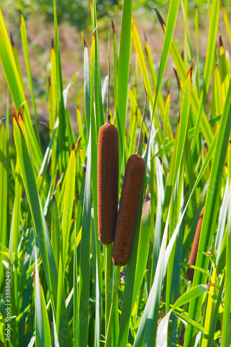 typha
