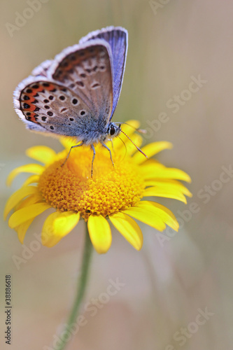 Silver-studded Blue (Plebejus argus) butterfly © butterfly-photos.org