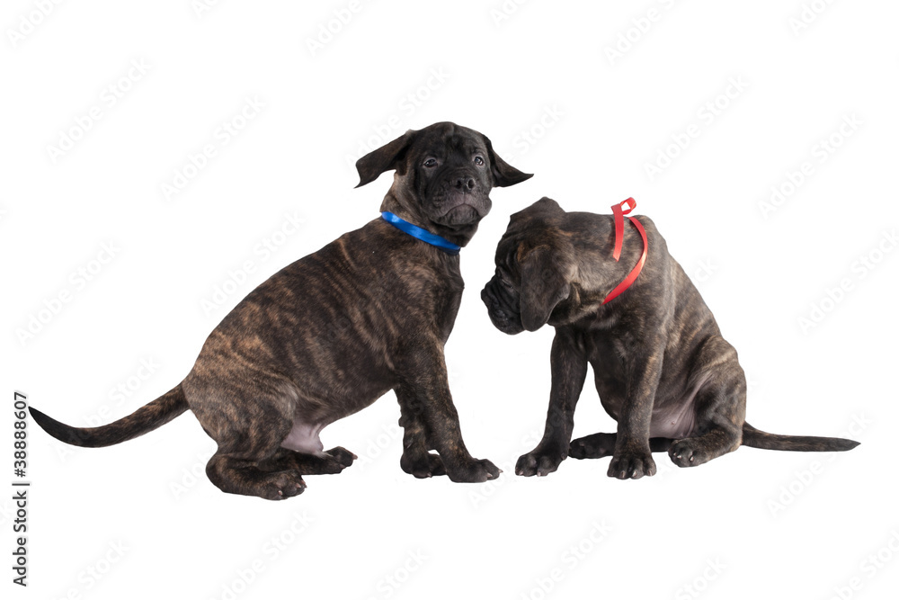 Obraz premium Two puppies playing
