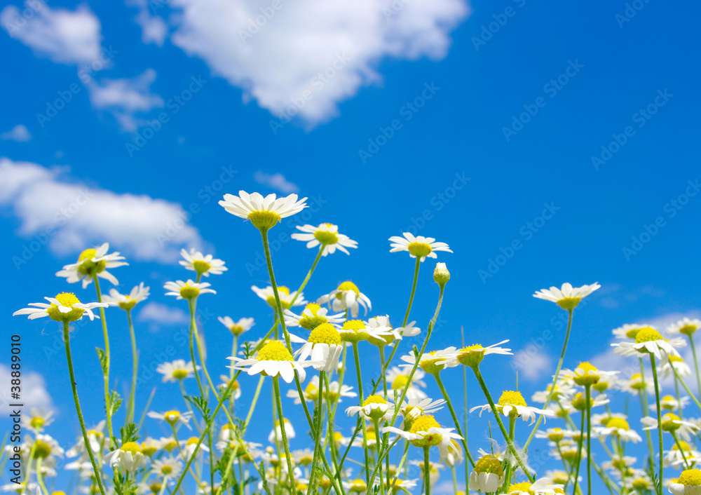 white daisies white daisies